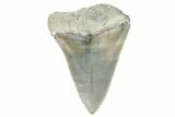 Serrated, Fossil Great White Shark Tooth - South Carolina #273865-1